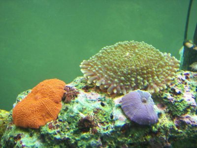 mushrooms 10-22-09.jpg