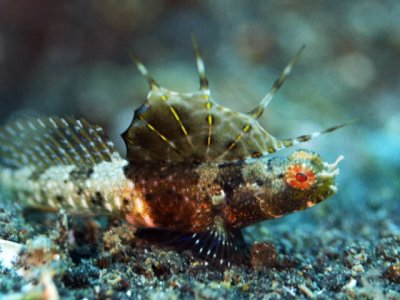 Goby.jpg