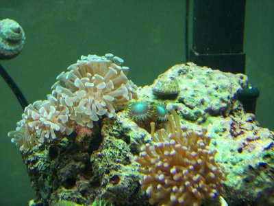 Hammer, Torch, Green Zoas 10-02-09.jpg