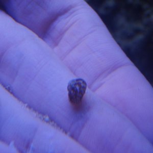 snailfront.jpg