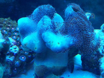 2009- 11.13 toadstool.jpg