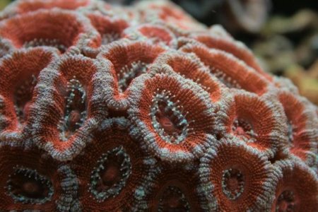 Acanthastrea1.jpg