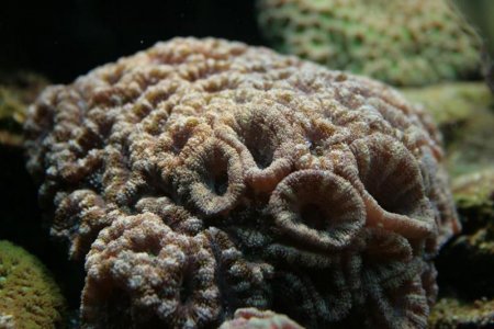 Acanthastrea2.jpg