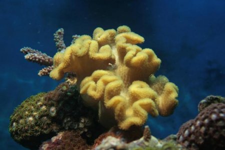 Sarcophyton elegans.jpg