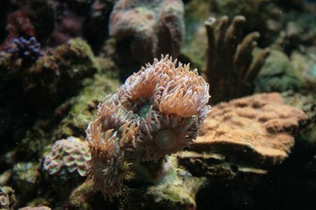 Duncanopsammia axifuga.jpg