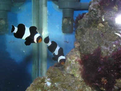 fish tank 009.jpg