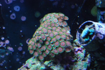 zoa1.jpg