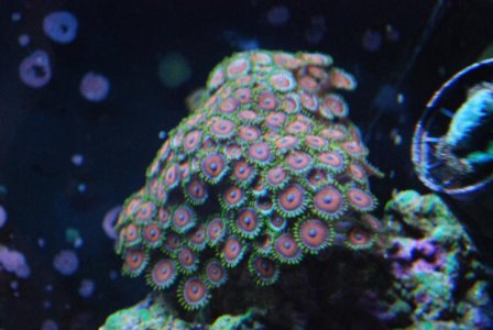 zoa2.jpg