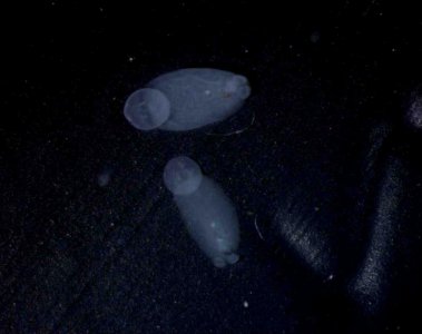 fluke duo blk background2.jpg