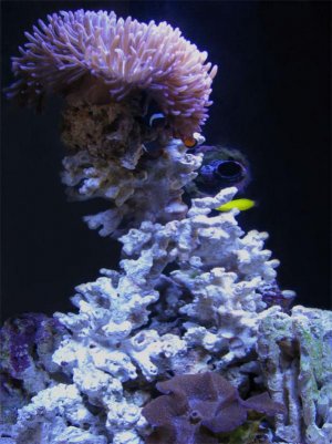 Mag and clowns 1 copy.jpg