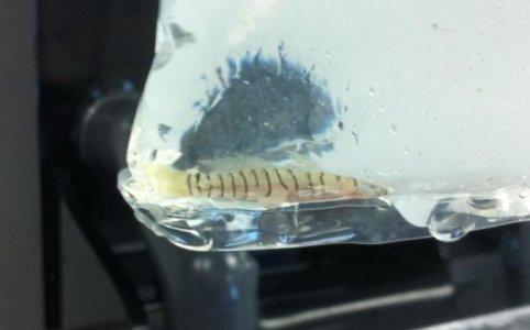 fish.jpg