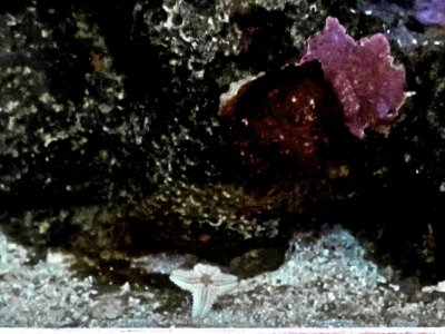 Possible Starfish1.jpg