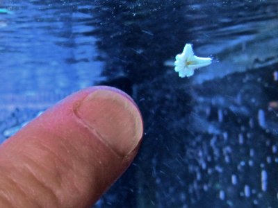 Possible Starfish2jpg.jpg