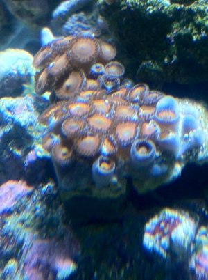 zoa 2.jpg