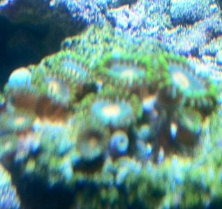 zoa 1.jpg