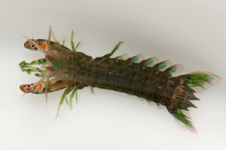 G graphurus Darwin 10 2011 small.jpg