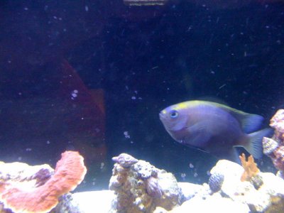 Mystery Fish - Picture 1.jpg