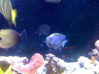 Mystery Fish - Picture 2.jpg