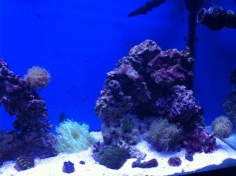 ImageUploadedByTapatalk1318100541.058162.jpg ImageUploadedByTapatalk1318100541.058162.jpg