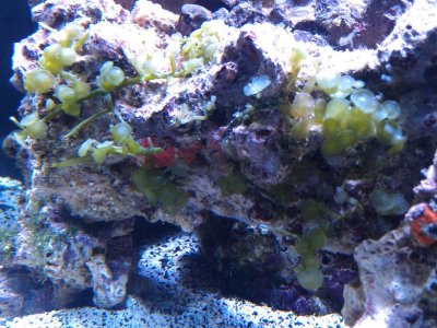 Macroalgae.jpg