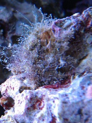 Decorator Crab.jpg