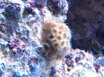 Cup Coral.jpg