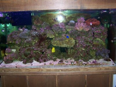 Coral and live rock pics 078.jpg
