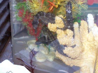 Coral and live rock pics 088.jpg