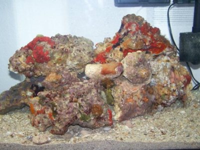 Coral and live rock pics 054.jpg
