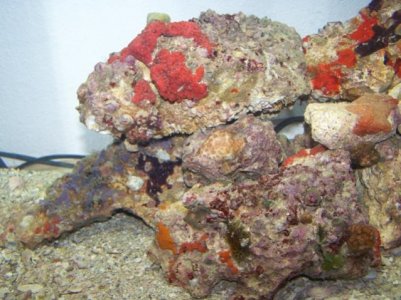 Coral and live rock pics 025.jpg