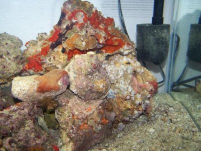 Coral and live rock pics 028.jpg