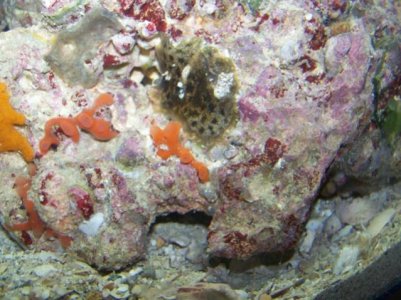 Coral and live rock pics 033.jpg