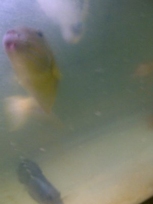 mouth wound trigger.jpg