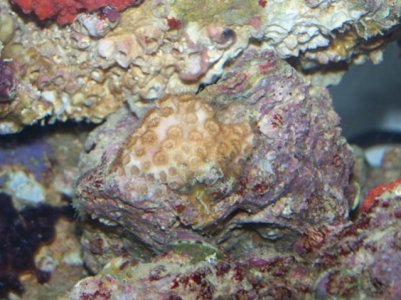 Coral and live rock pics 039.jpg