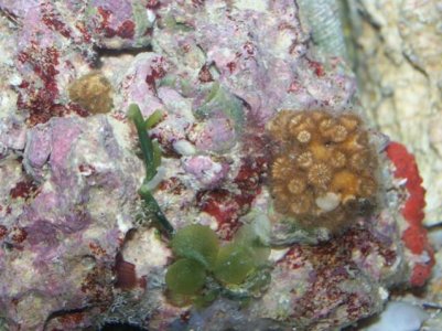 Coral and live rock pics 041.jpg