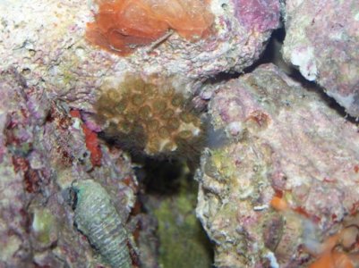 Coral and live rock pics 043.jpg