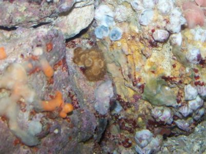 Coral and live rock pics 045.jpg