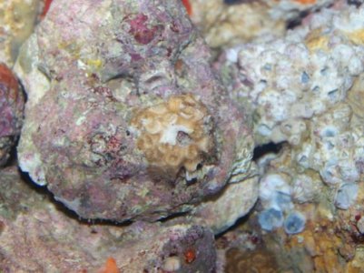 Coral and live rock pics 046.jpg