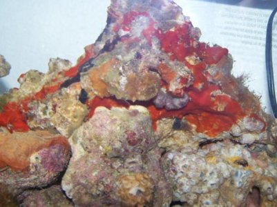 Coral and live rock pics 049.jpg