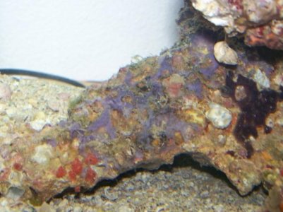 Coral and live rock pics 050.jpg