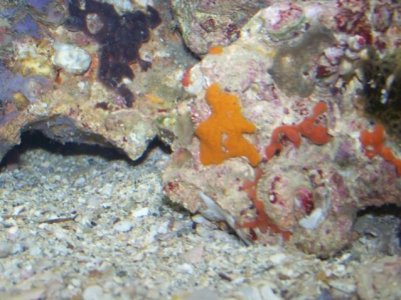 Coral and live rock pics 051.jpg