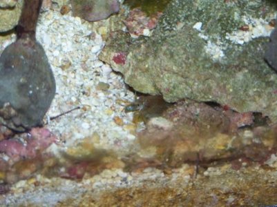 Coral and live rock pics 063.jpg