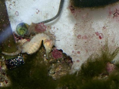 Coral and live rock pics 071.jpg