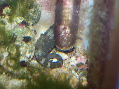 Coral and live rock pics 074.JPG