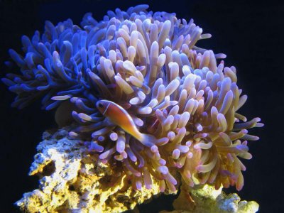 anemone and skunk clown.jpg