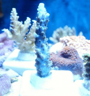 unknownblueacro.jpg