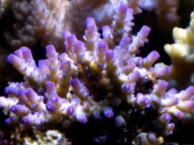 Unknown SPS 1.jpg