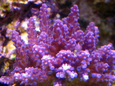 Unknown SPS 2.jpg