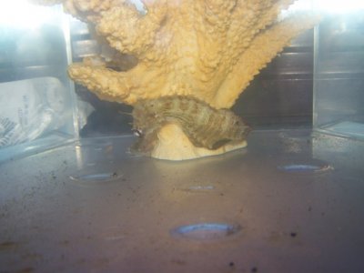 One mo, and 2 week old fry 001.JPG