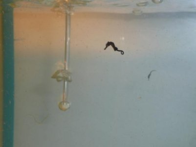One mo, and 2 week old fry 006.jpg